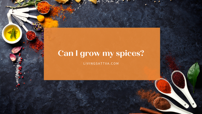 You are currently viewing Can I grow my spices?