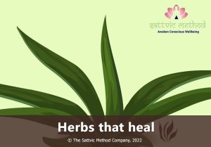 Read more about the article Herbs that heal