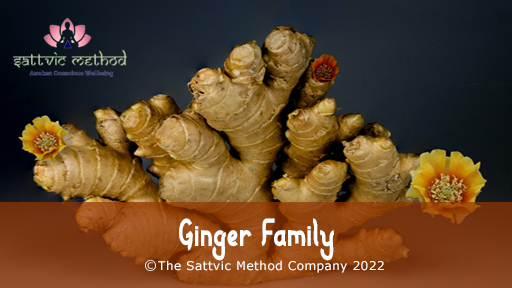 You are currently viewing Ginger Family