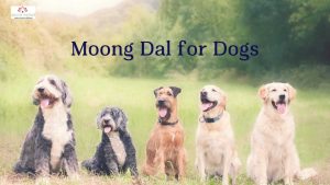 Read more about the article The Nutritional Benefits of Mung Beans for Dogs: A Comprehensive Guide