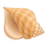 shell