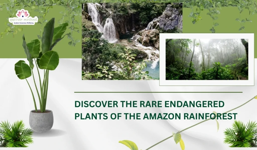 The Amazon Rainforest